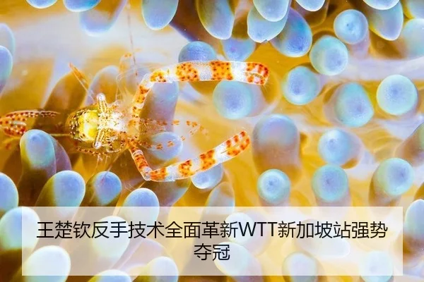 王楚钦反手技术全面革新WTT新加坡站强势夺冠